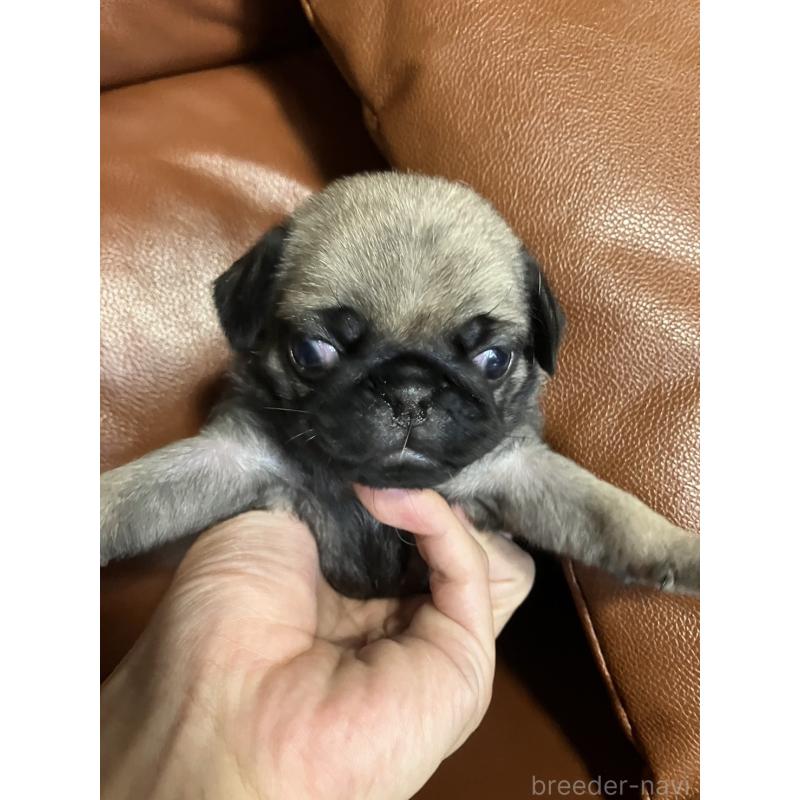 販売中の群馬県のパグ-430455の4枚目