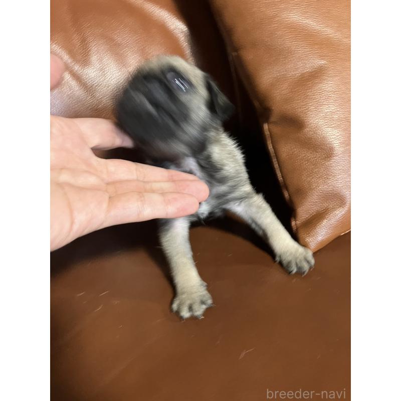 販売中の群馬県のパグ-430455の5枚目