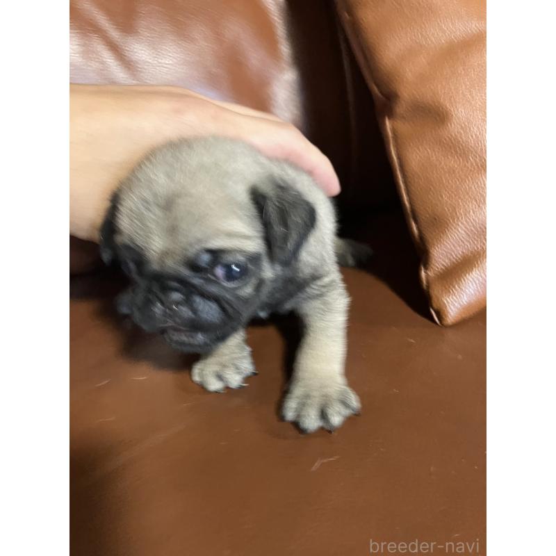 販売中の群馬県のパグ-430455の3枚目