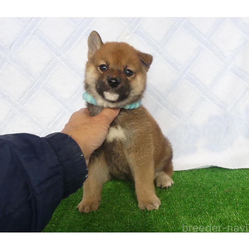 販売中の静岡県の柴犬-430456の8枚目