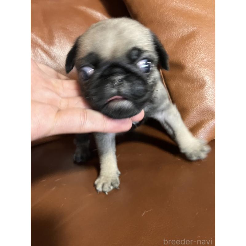 販売中の群馬県のパグ-430455の2枚目