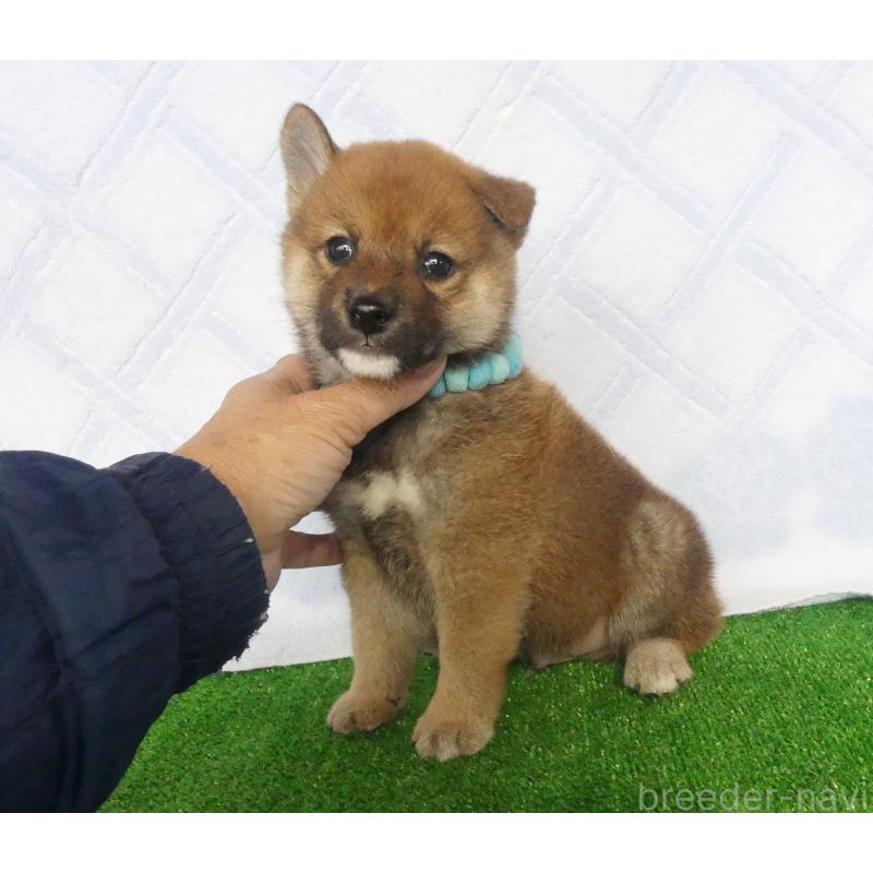 販売中の静岡県の柴犬-430456の7枚目