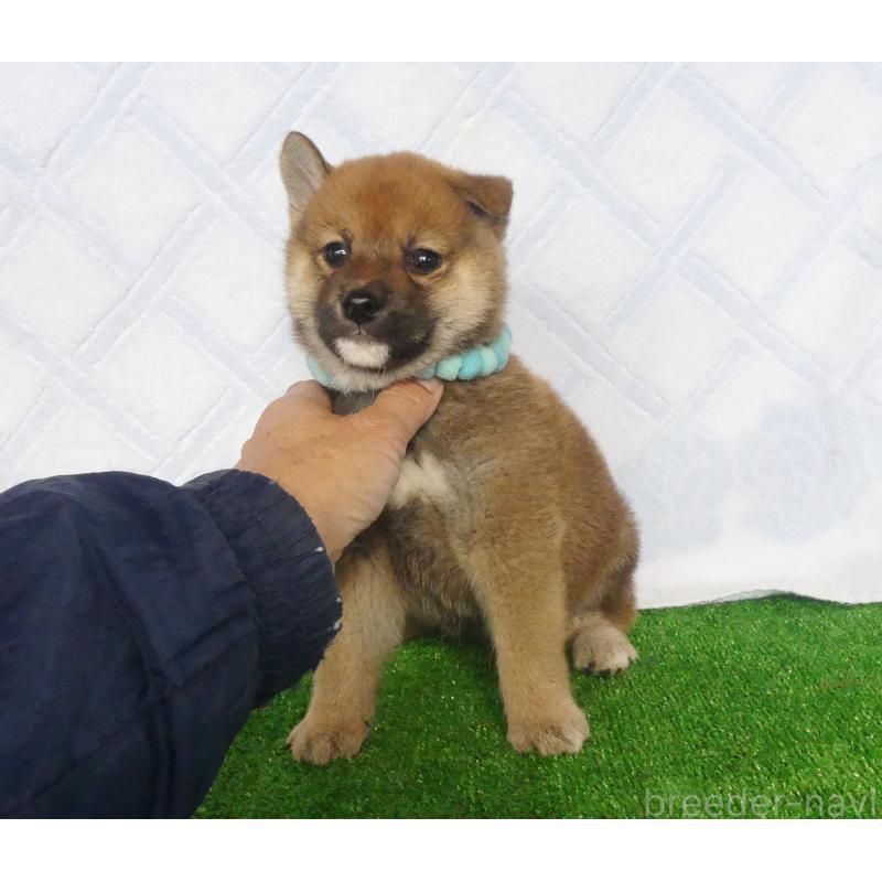 販売中の静岡県の柴犬-430456の6枚目