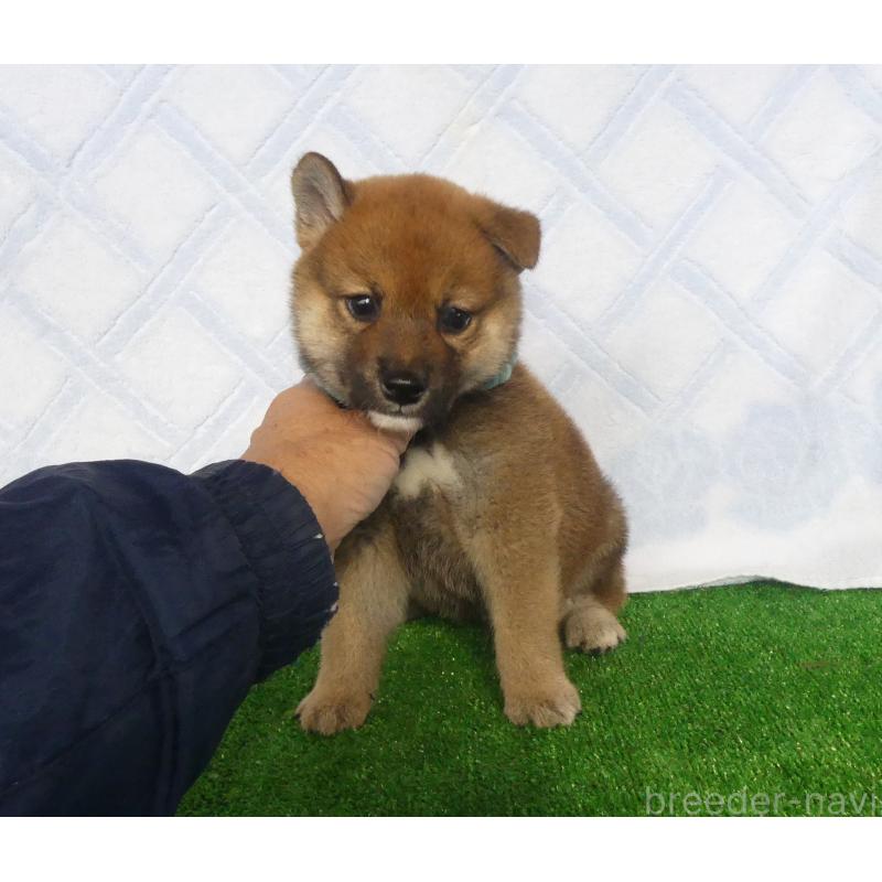 販売中の静岡県の柴犬-430456の5枚目