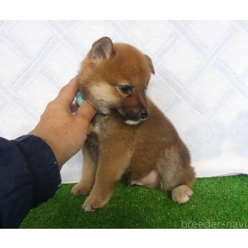 販売中の静岡県の柴犬-430456の3枚目