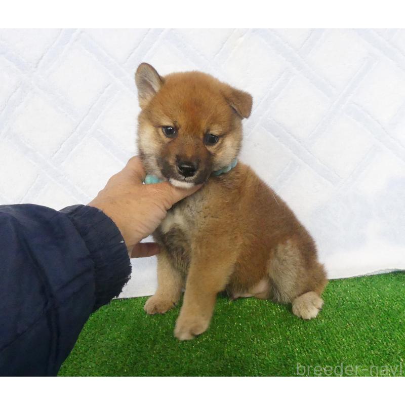 販売中の静岡県の柴犬-430456の2枚目