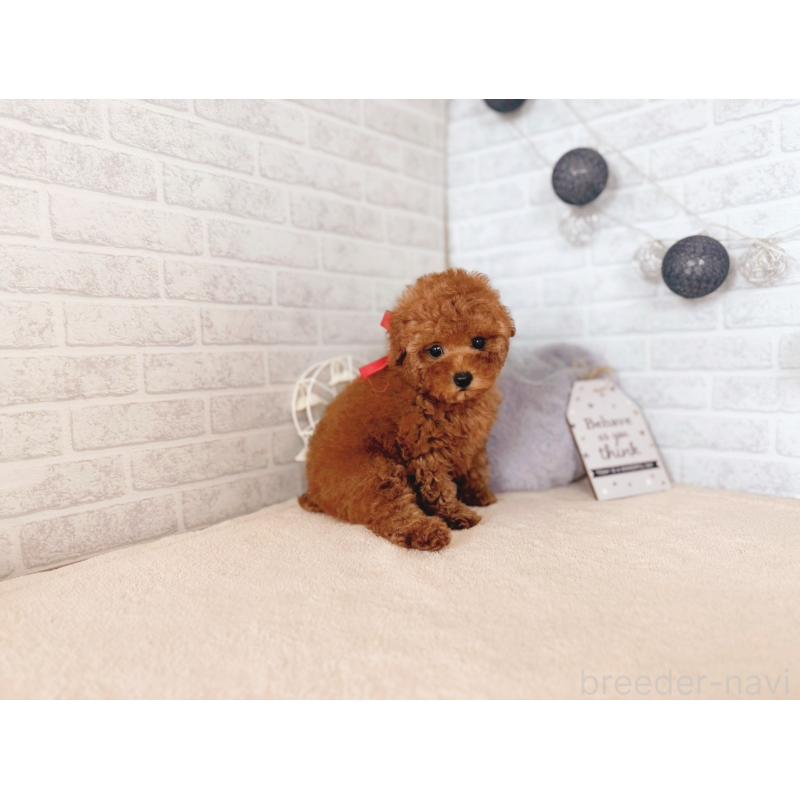 販売中の北海道のトイプードル-430466の4枚目