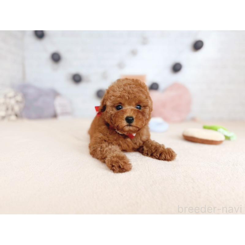 販売中の北海道のトイプードル-430466の3枚目