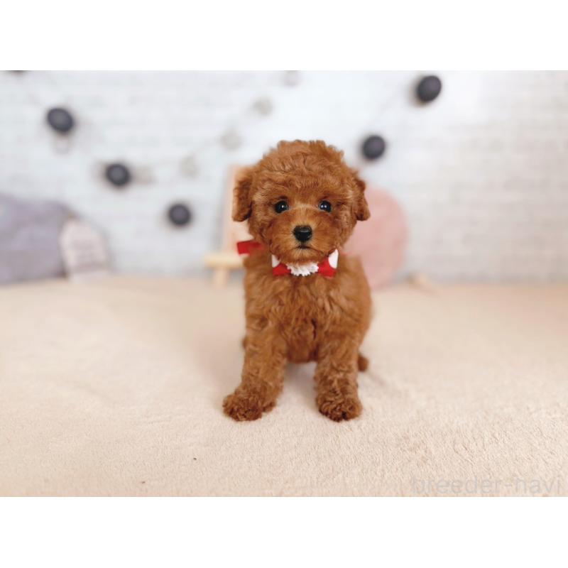 販売中の北海道のトイプードル-430466の2枚目