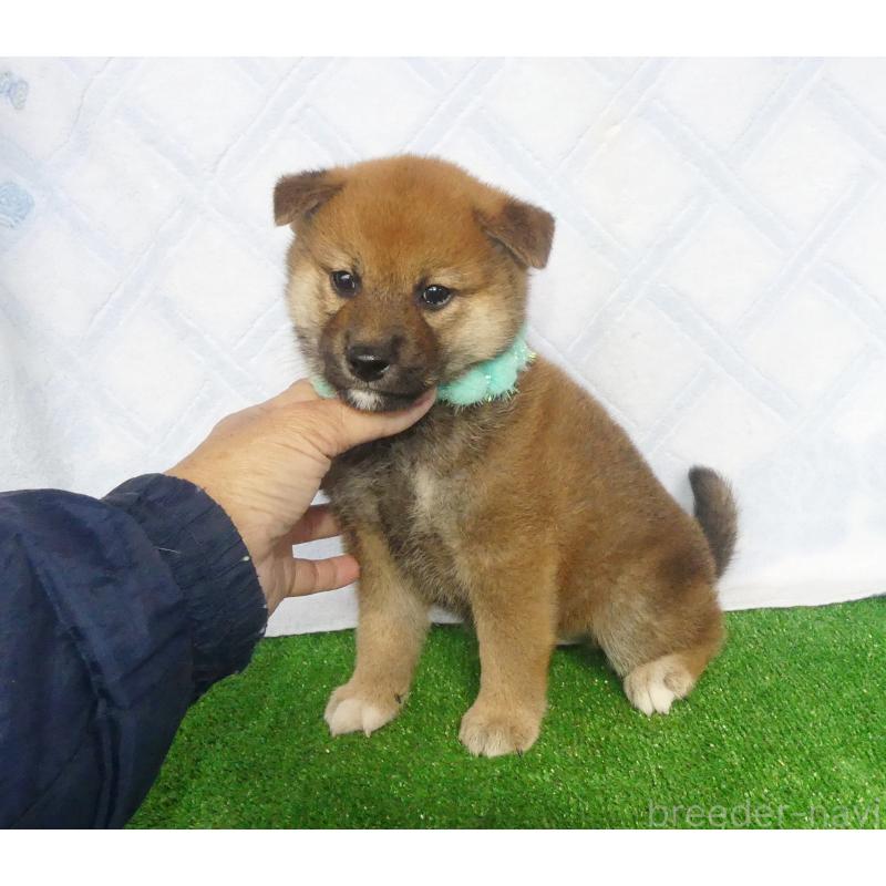 販売中の静岡県の柴犬-430457の6枚目