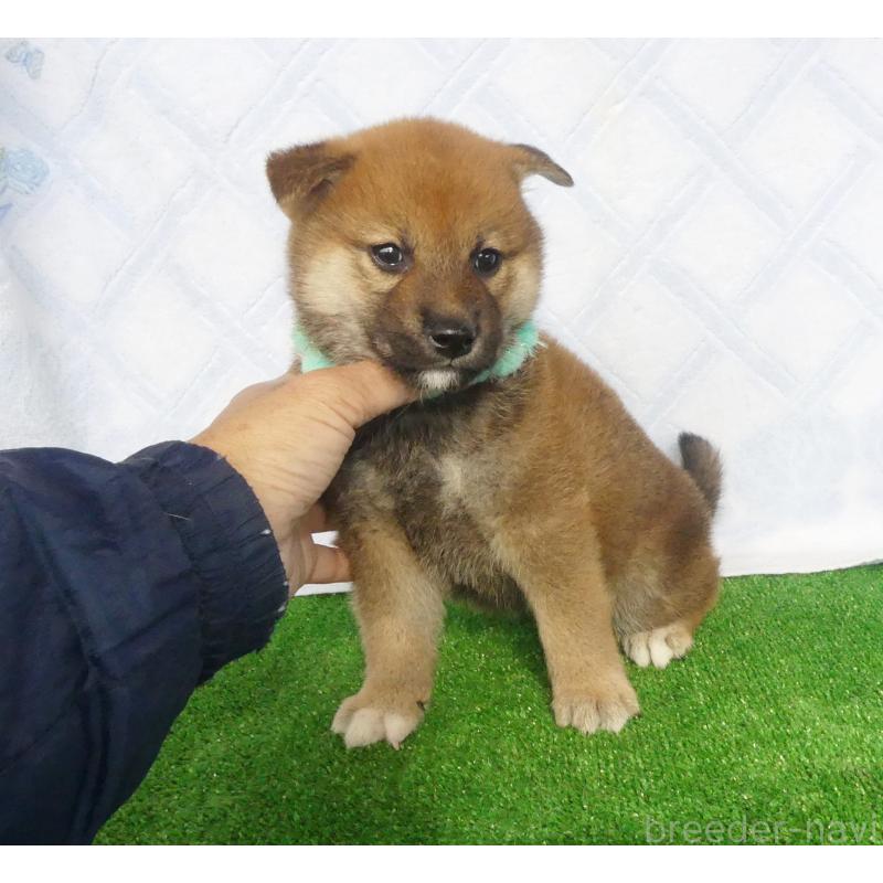 販売中の静岡県の柴犬-430457の4枚目