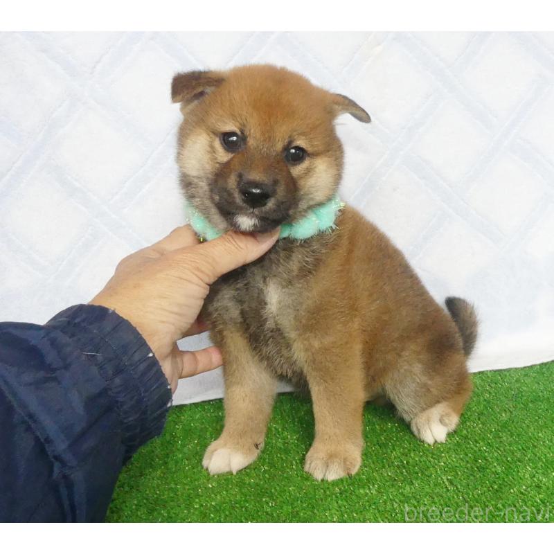 販売中の静岡県の柴犬-430457の3枚目