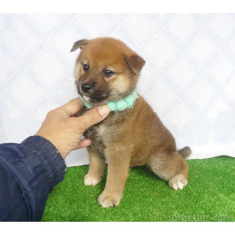 販売中の静岡県の柴犬-430457の2枚目