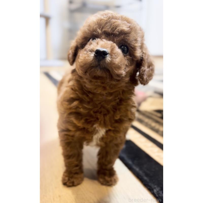 販売中の静岡県のトイプードル-430458の5枚目