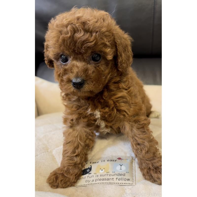 販売中の静岡県のトイプードル-430458の4枚目