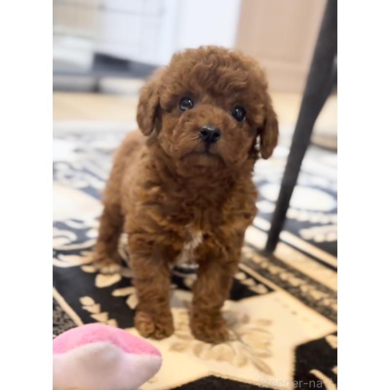 販売中の静岡県のトイプードル-430458の2枚目