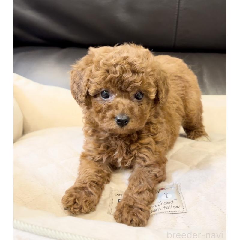 販売中の静岡県のトイプードル-430458の3枚目