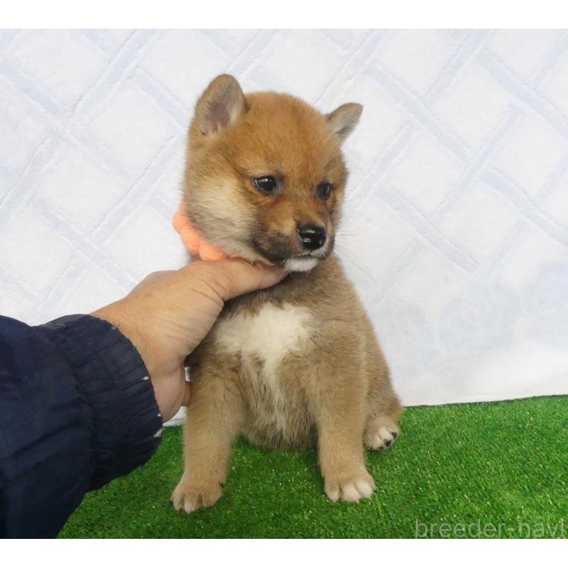 成約済の静岡県の柴犬-428128の7枚目