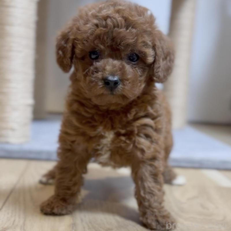 販売中の静岡県のトイプードル-430458の1枚目