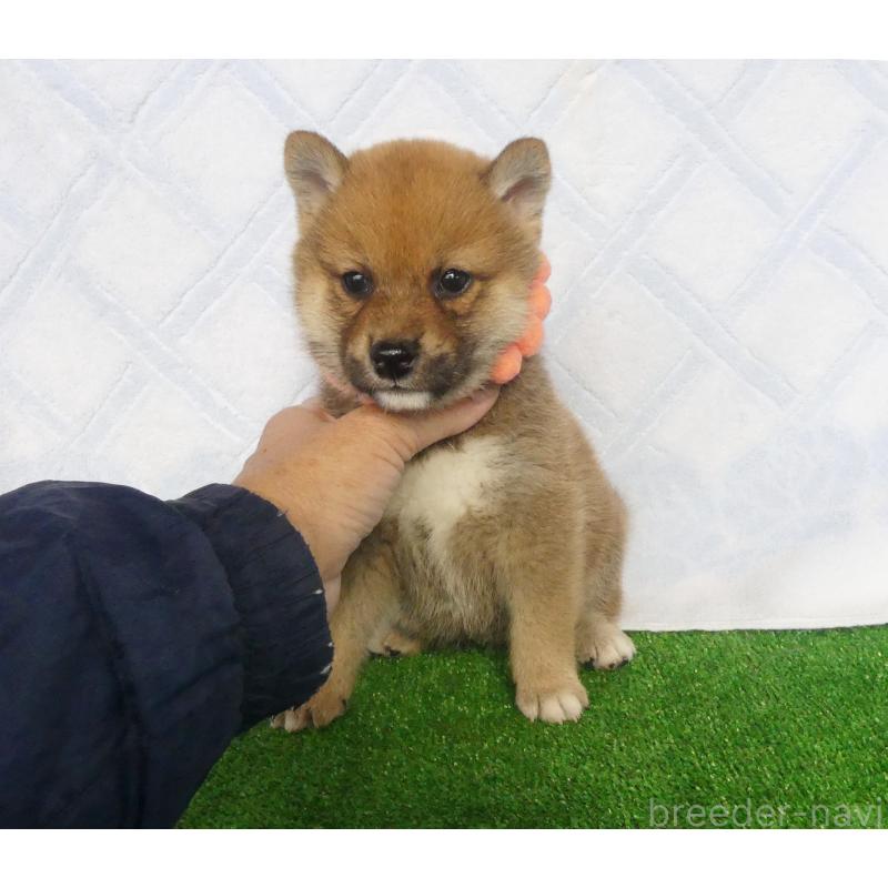 成約済の静岡県の柴犬-428128の6枚目