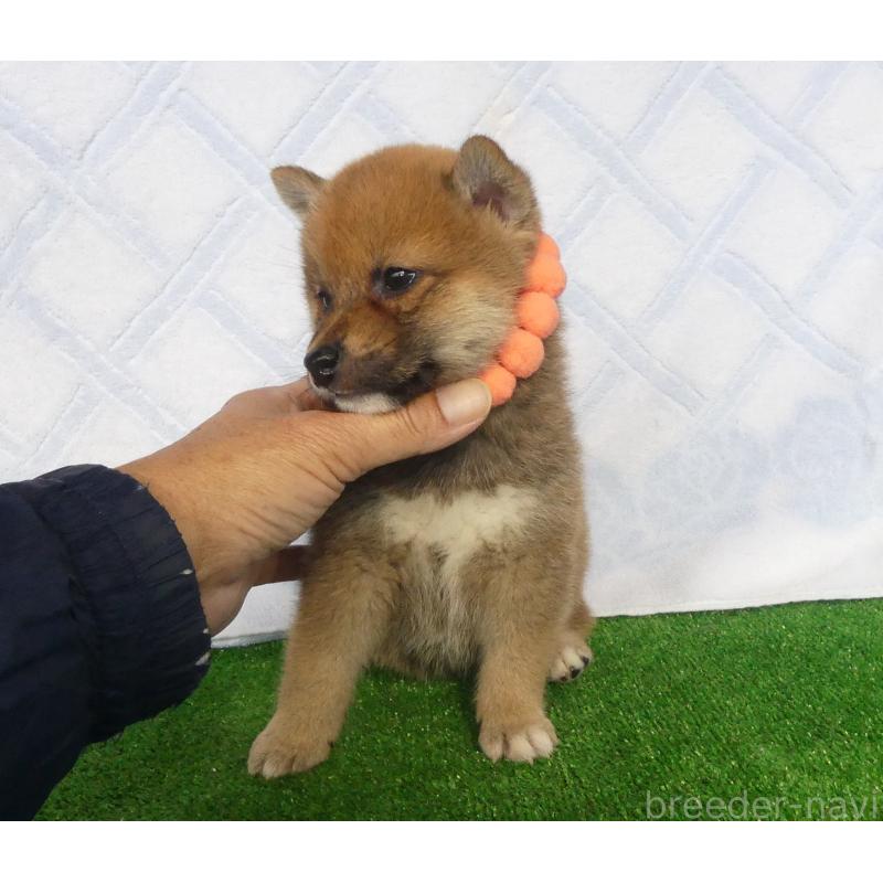 成約済の静岡県の柴犬-428128の5枚目