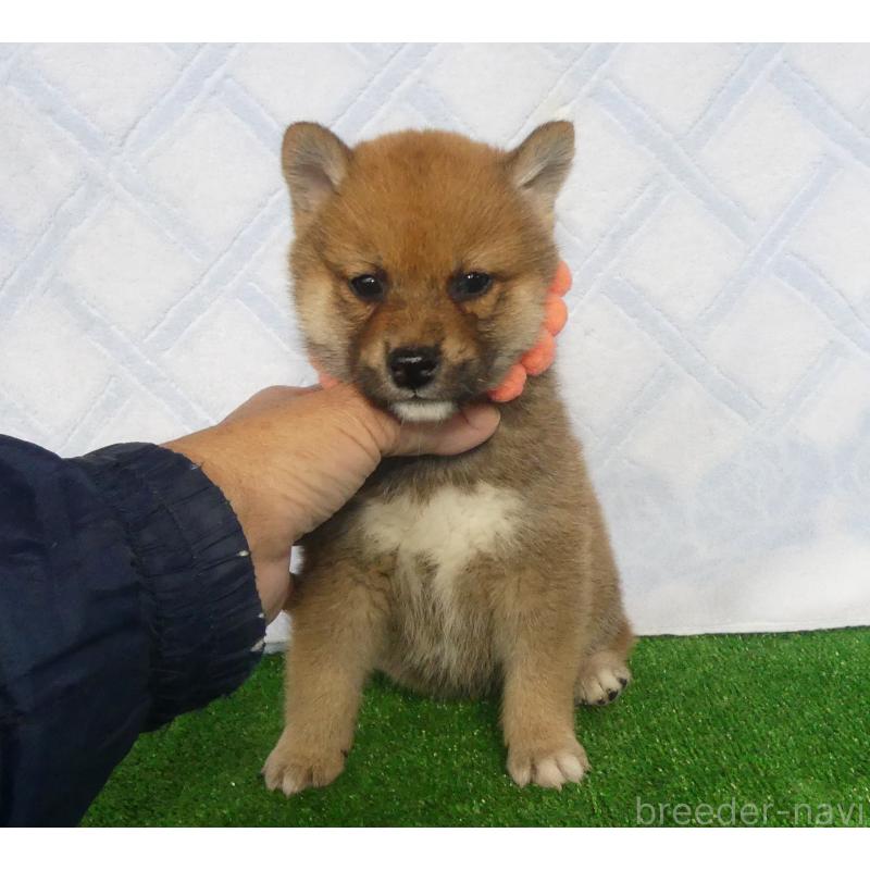 成約済の静岡県の柴犬-428128の4枚目