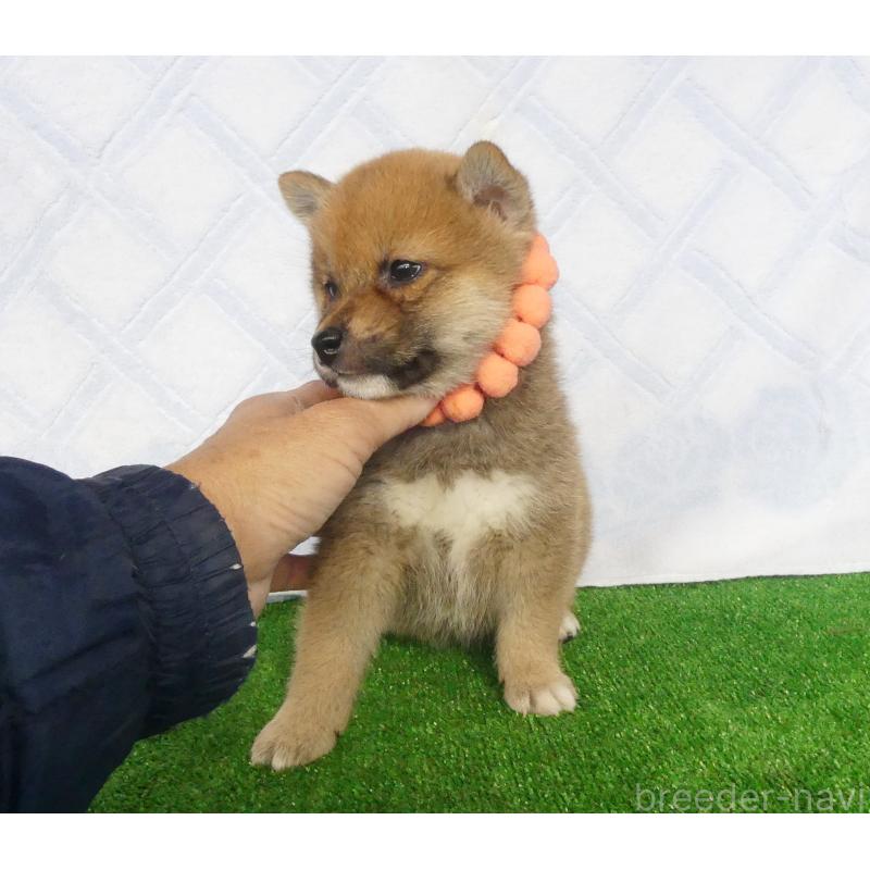 成約済の静岡県の柴犬-428128の2枚目