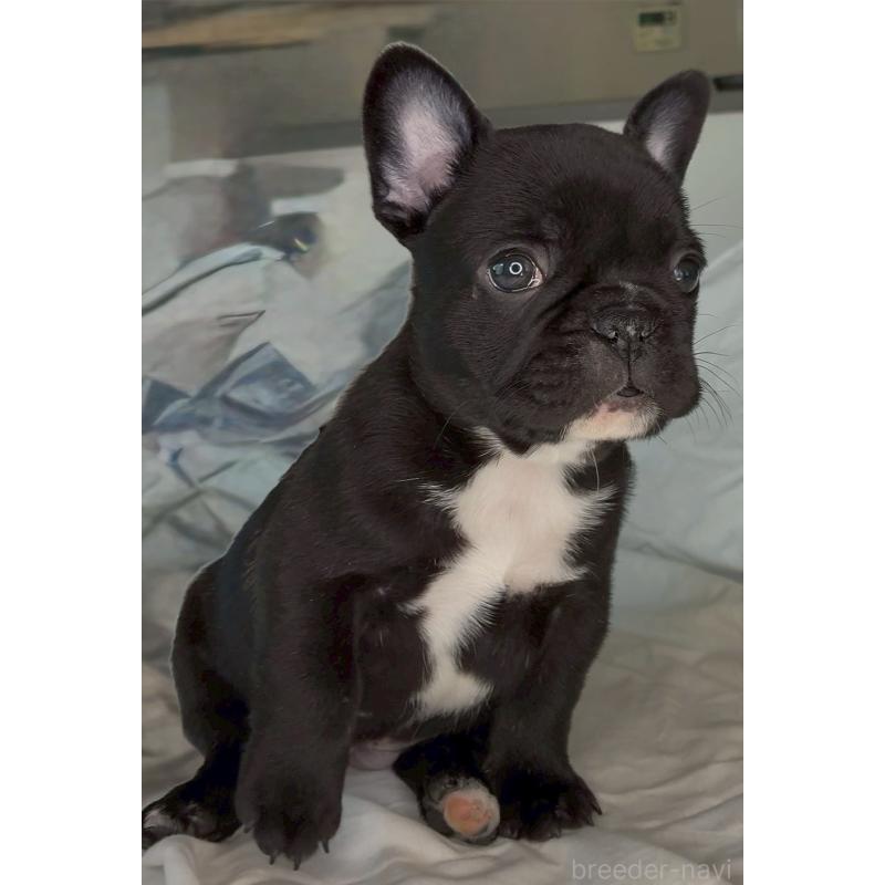 販売中の宮城県のフレンチブルドッグ-430460の9枚目