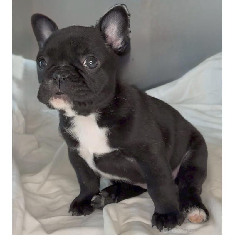 販売中の宮城県のフレンチブルドッグ-430460の8枚目