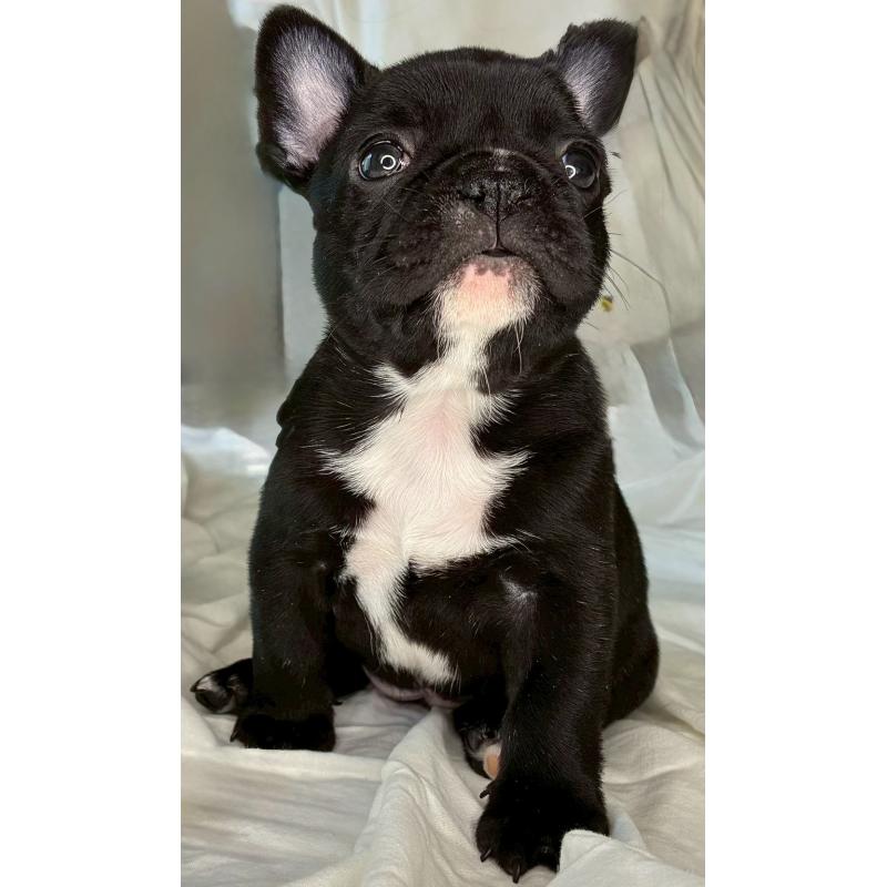 販売中の宮城県のフレンチブルドッグ-430460の7枚目