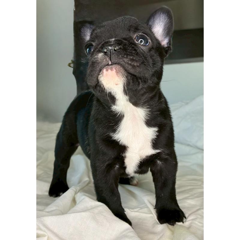販売中の宮城県のフレンチブルドッグ-430460の6枚目