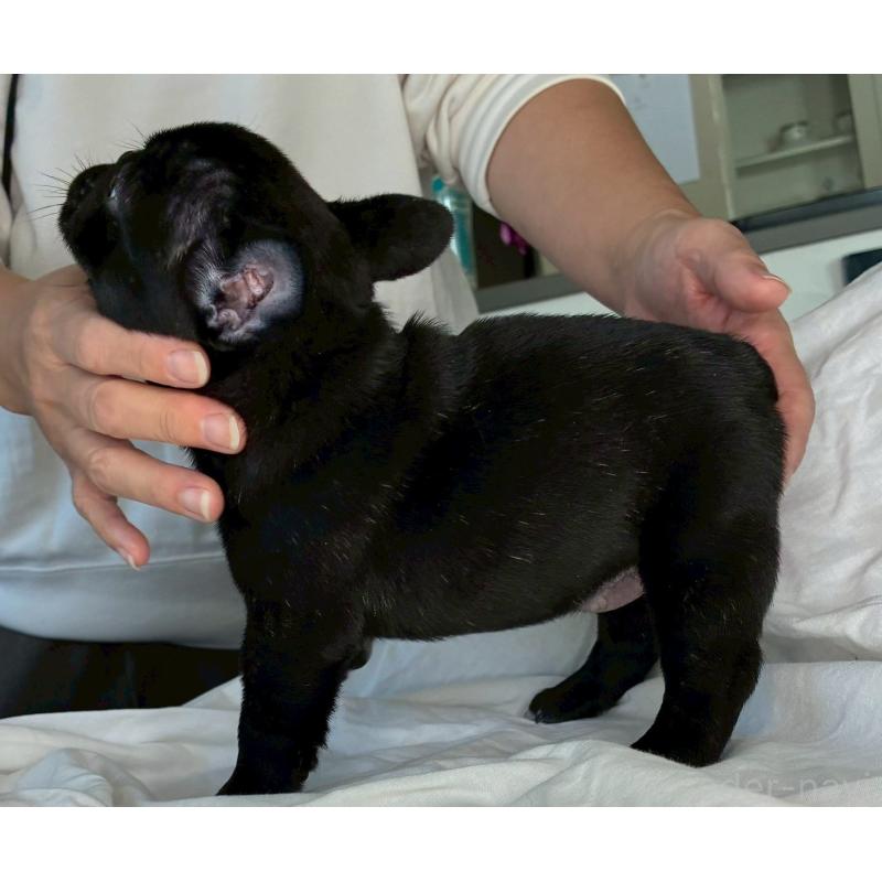 販売中の宮城県のフレンチブルドッグ-430460の4枚目