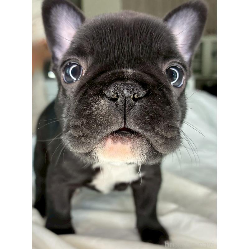 販売中の宮城県のフレンチブルドッグ-430460の3枚目
