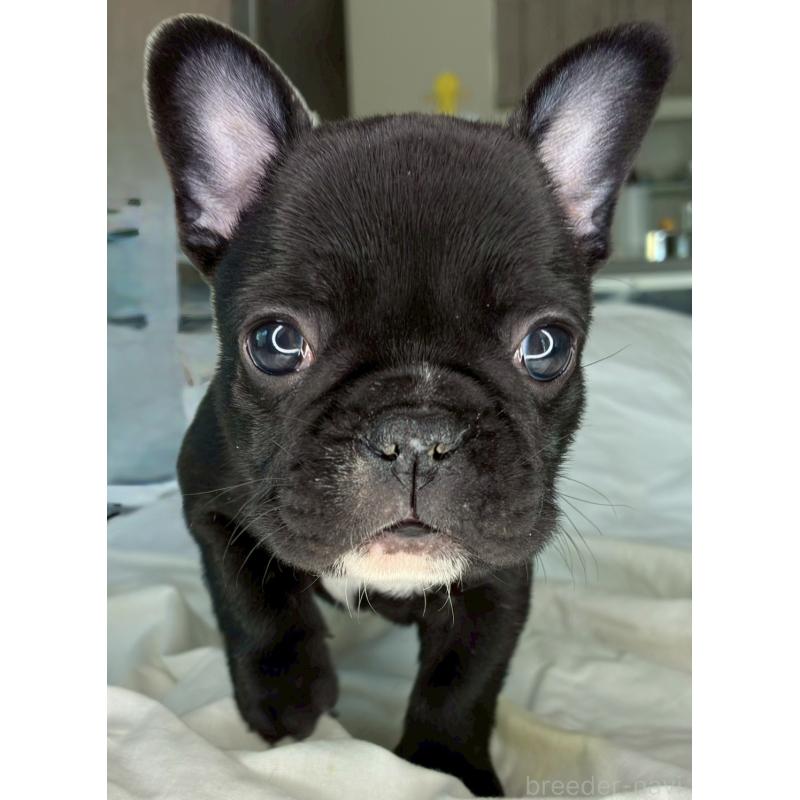 販売中の宮城県のフレンチブルドッグ-430460の2枚目