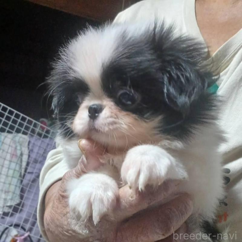 販売中の岡山県の狆 (チン)-430459