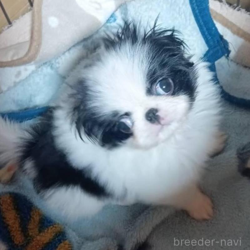 販売中の岡山県の狆 (チン)-430459の2枚目