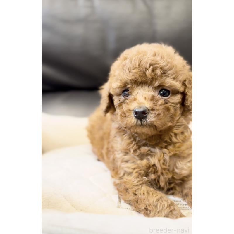 販売中の静岡県のトイプードル-430462の5枚目