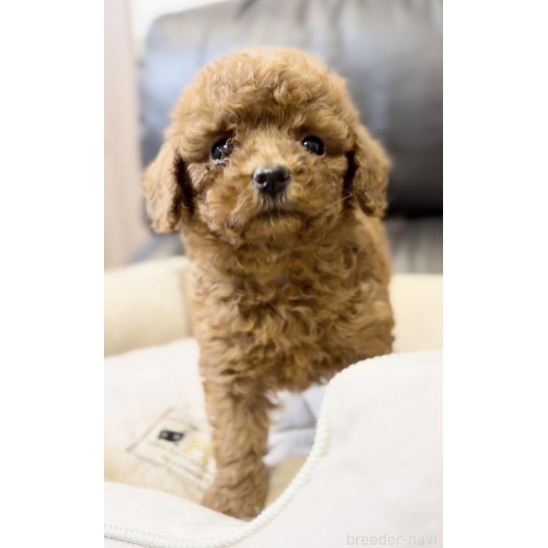 販売中の静岡県のトイプードル-430462の4枚目