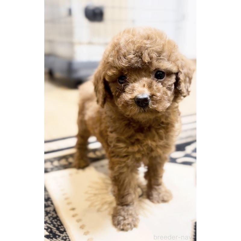 販売中の静岡県のトイプードル-430462の3枚目