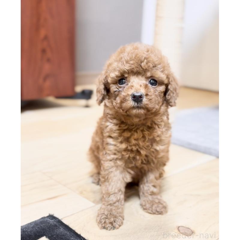 販売中の静岡県のトイプードル-430462の2枚目