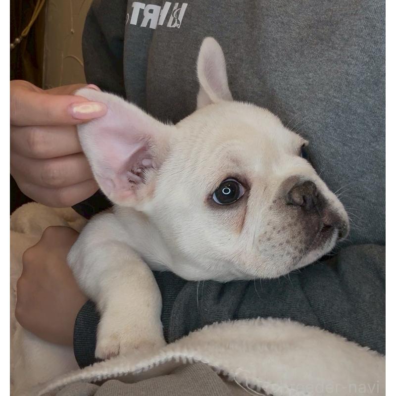 販売中の宮城県のフレンチブルドッグ-430463の13枚目