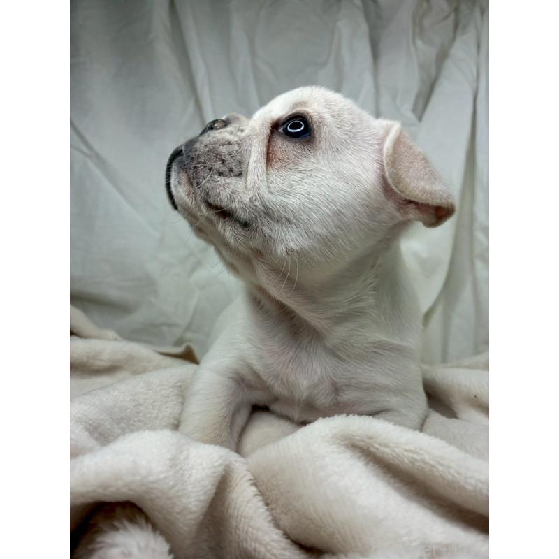 販売中の宮城県のフレンチブルドッグ-430463の12枚目