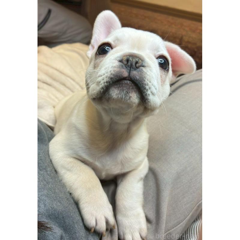 販売中の宮城県のフレンチブルドッグ-430463の11枚目