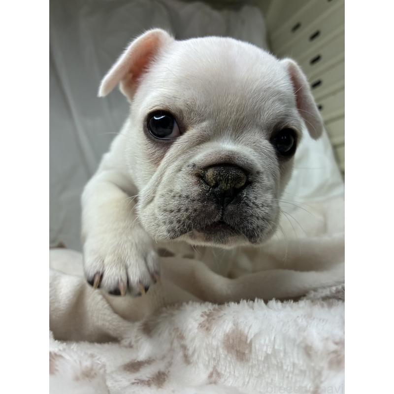 販売中の宮城県のフレンチブルドッグ-430463の9枚目