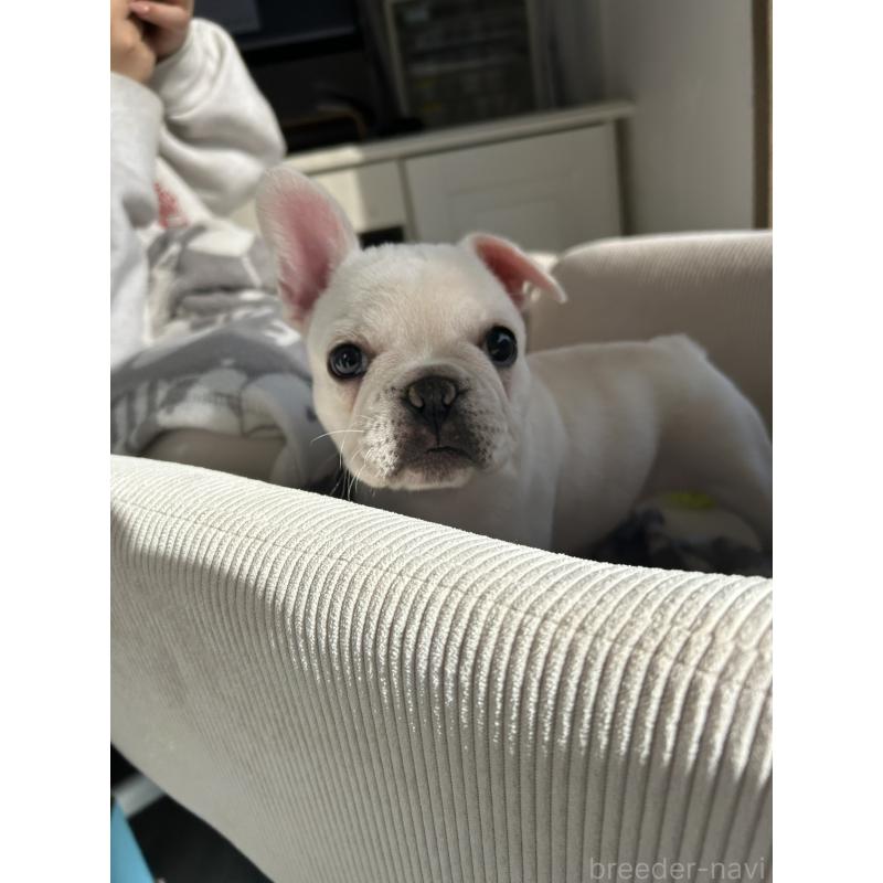販売中の宮城県のフレンチブルドッグ-430463の7枚目