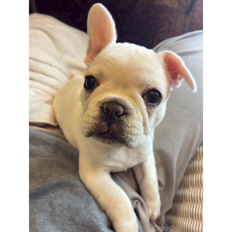 販売中の宮城県のフレンチブルドッグ-430463の4枚目
