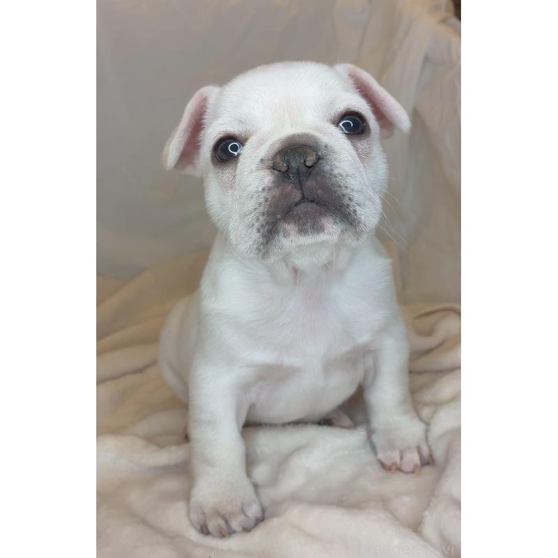 販売中の宮城県のフレンチブルドッグ-430463の2枚目