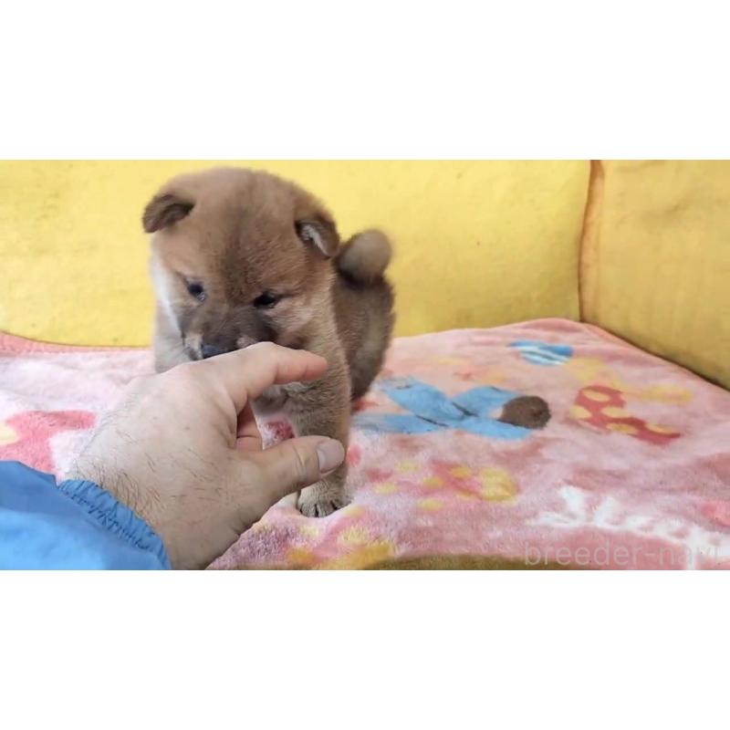 成約済の埼玉県の柴犬-430372の3枚目