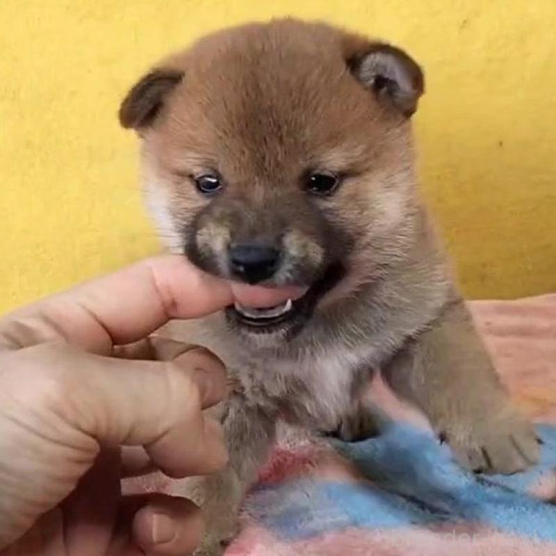 販売中の埼玉県の柴犬-430372