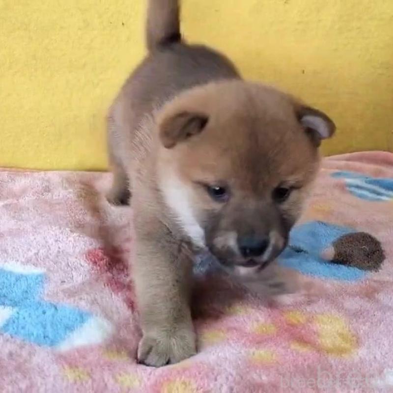 成約済の埼玉県の柴犬-430372の2枚目